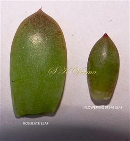  Rosette and Flowering Branch leaves